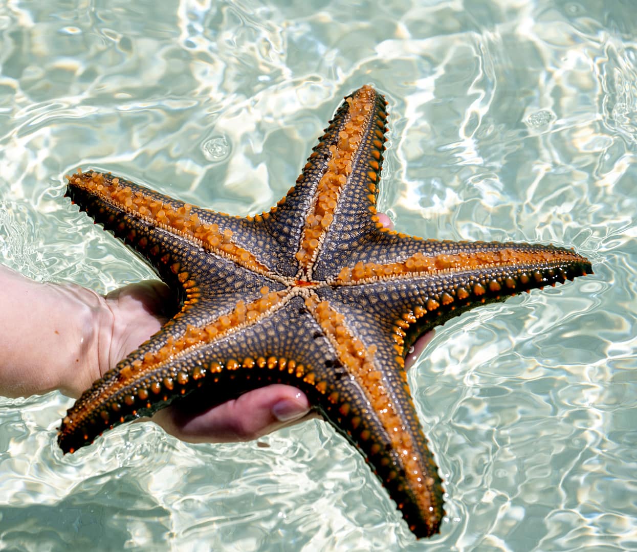 Die faszinierende Unterwasserwelt Sansibars entdecken, ist Teil einer jeden Individualreise nach Tansania.