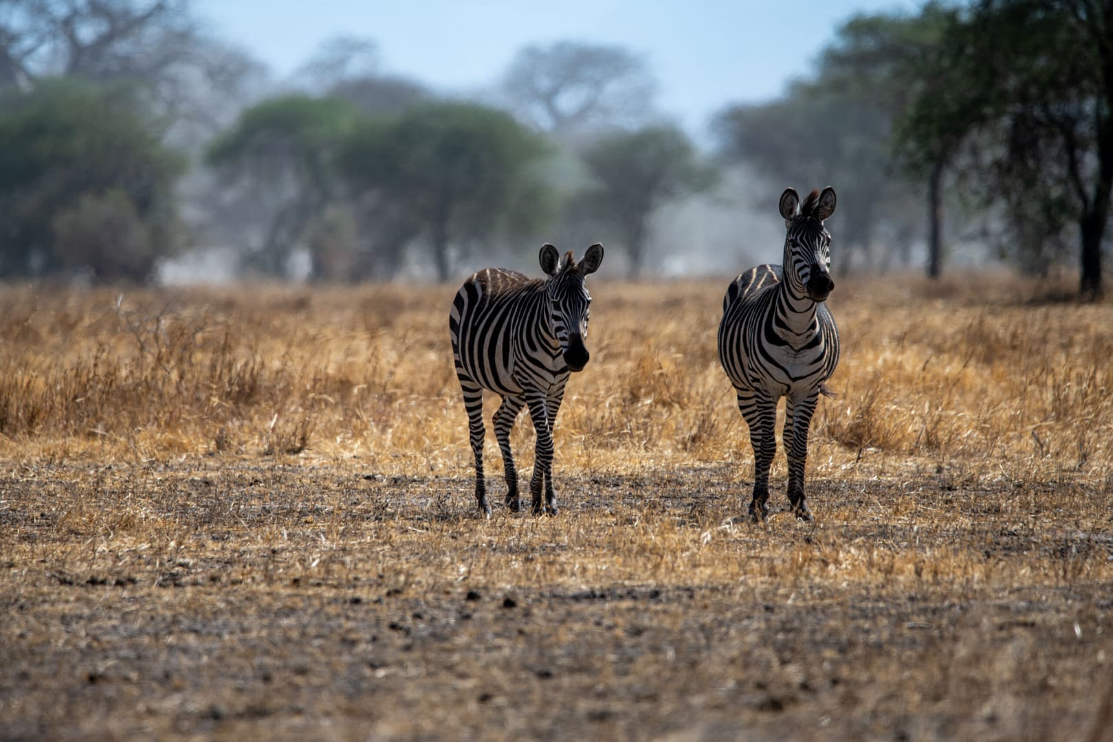 Raubtiere bei der Jagd während der Tansania Safari im Frühling