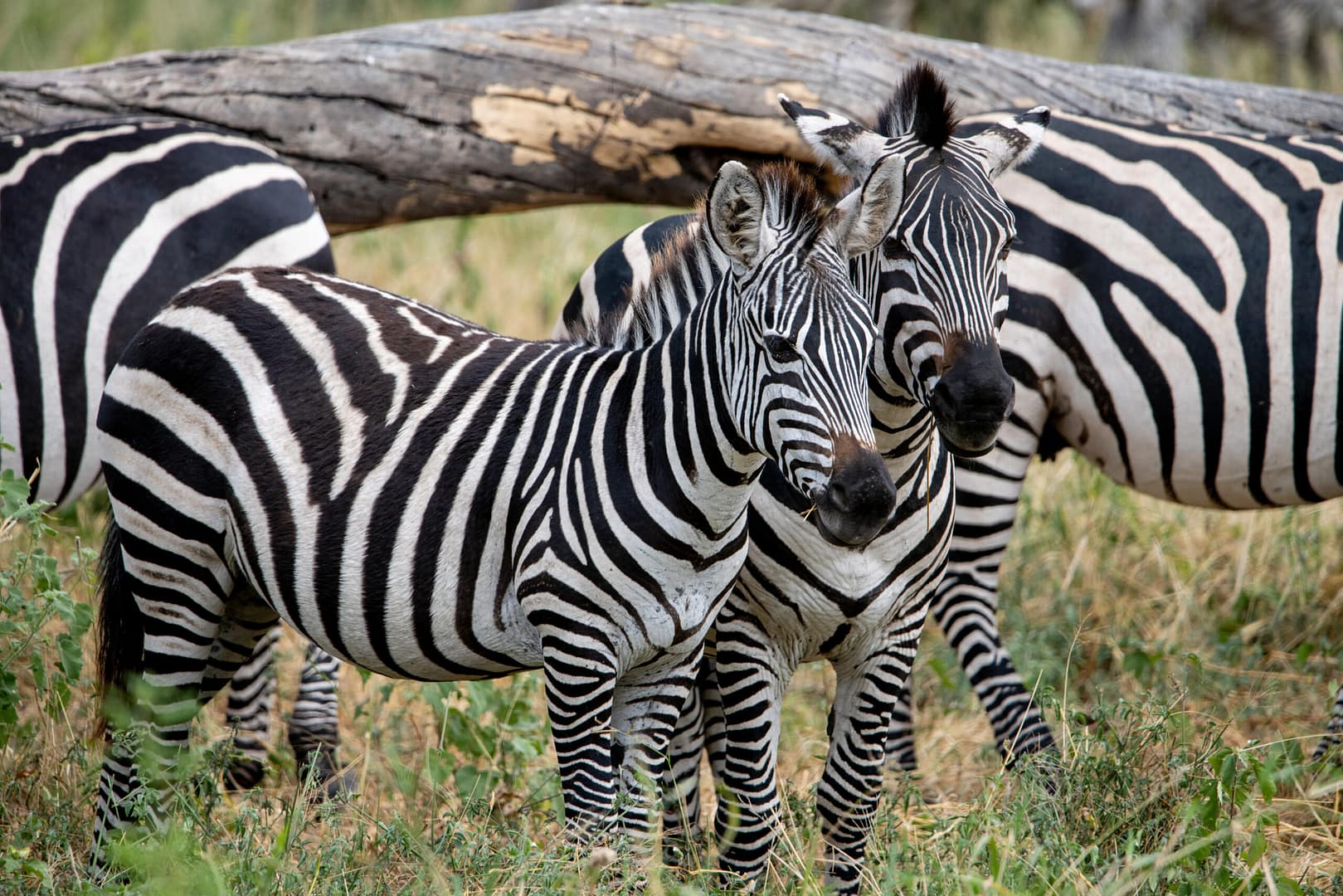 Zwei Zebras suchen Schutz im Schatten; ein friedlicher Moment, den man auf einer Privatsafari in Tansania beobachten kann.
