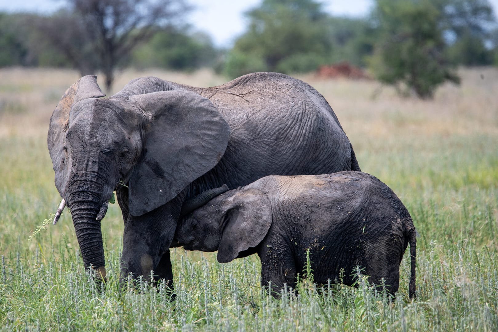 sansibar urlaub - Eine Elefantenkuh mit ihrem Kalb, ein Highlight jeder Tansania und Sansibar Reise.