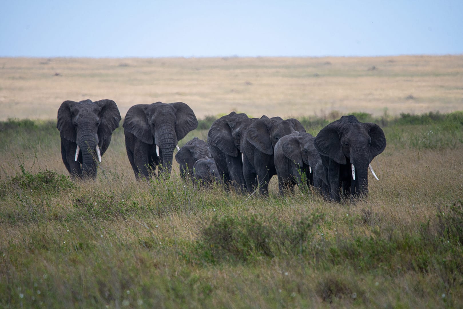 sansibar urlaub - Ein Afrikanischer Elefant durchquert die Savanne – ein majestätisches Tier, das man auf einer Privatsafari in Tansania sieht.