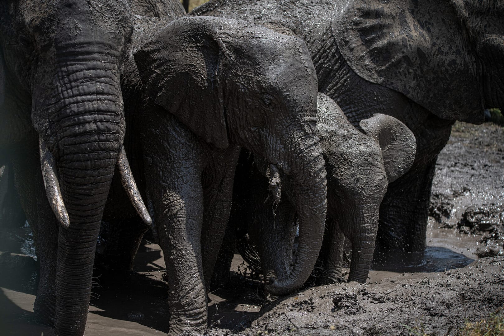 rundreise tansania - Die Spuren der sanften Riesen; solche Details machen eine Privatsafari in Tansania so besonders.