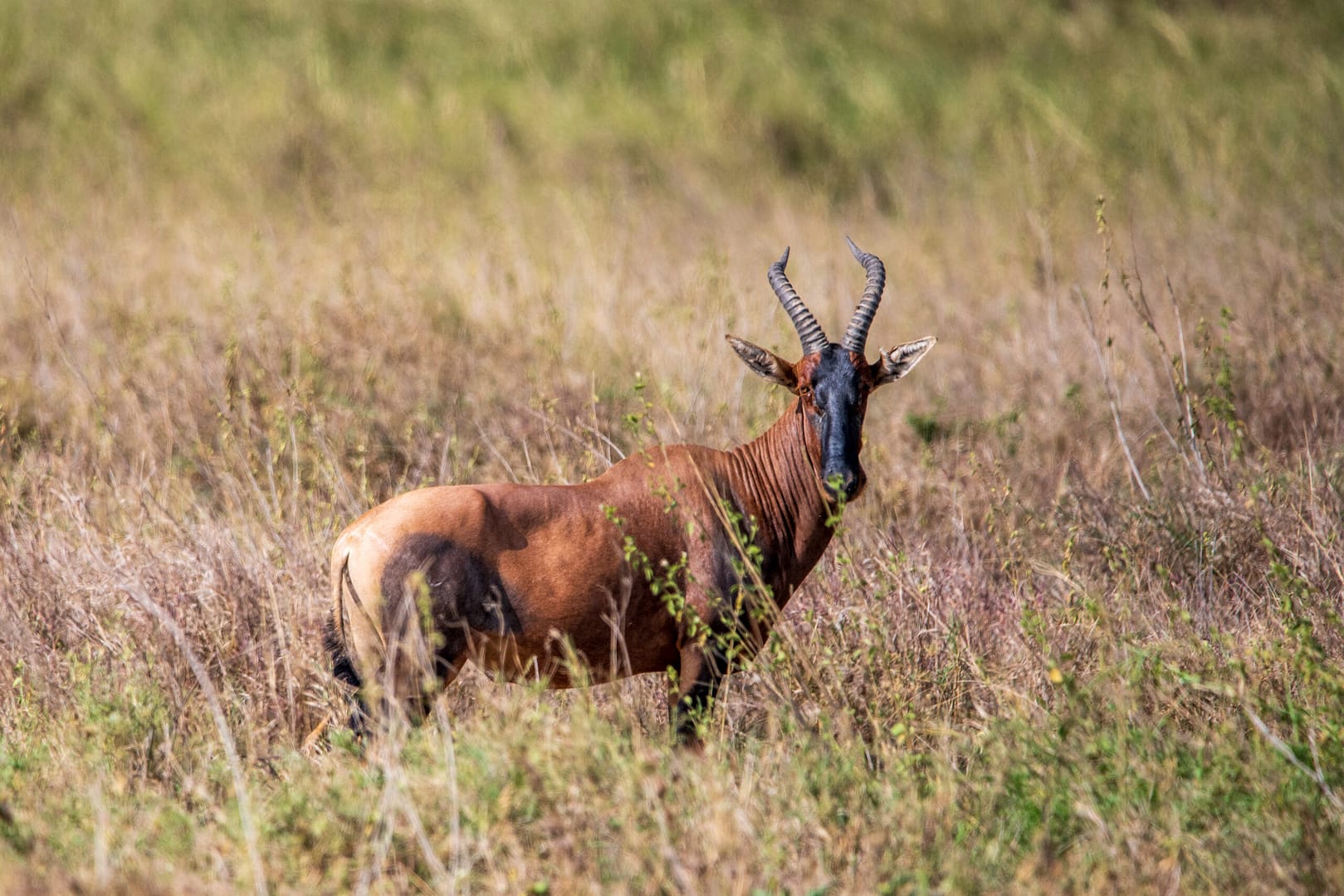 rundreise tansania - Eine Topi-Antilope in der weiten Steppe, eine der vielen Tierarten, die man sieht, wenn man eine Individualreise nach Tansania plant.