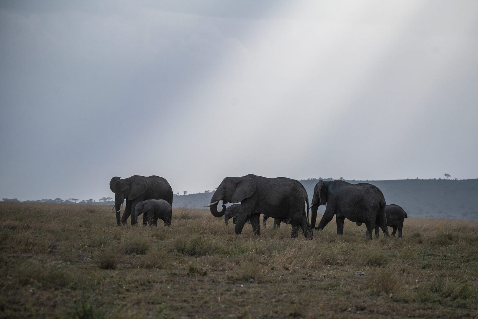 sansibar urlaub - Eine grosse Elefantenherde zieht durch den Nebel, ein seltener Anblick auf einer Privatsafari in Tansania.