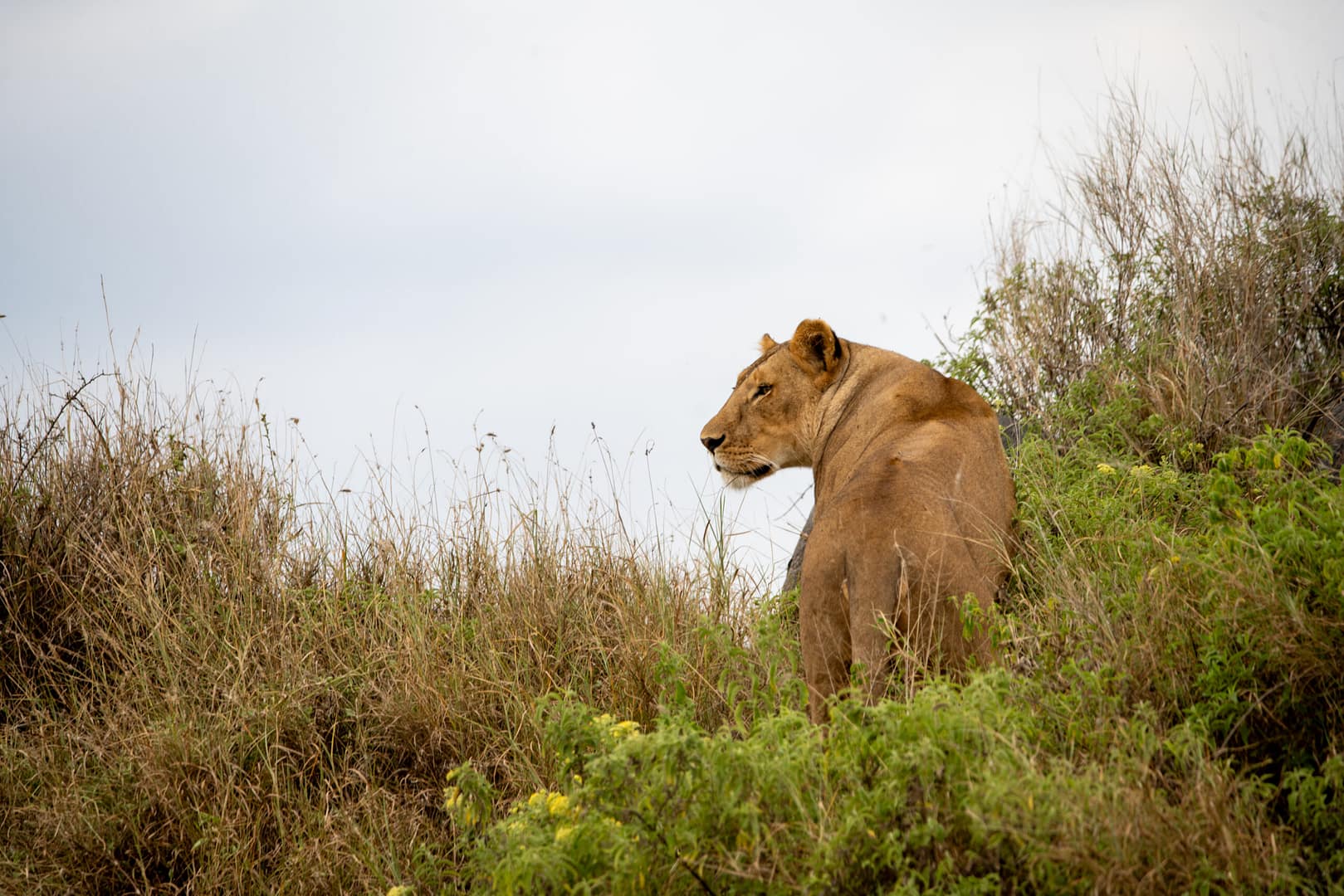 safari tansania beste zeit Eine Löwin blickt über die Savanne, ein authentischer Moment, den man auf einer Privatsafari in Tansania hautnah miterlebt.