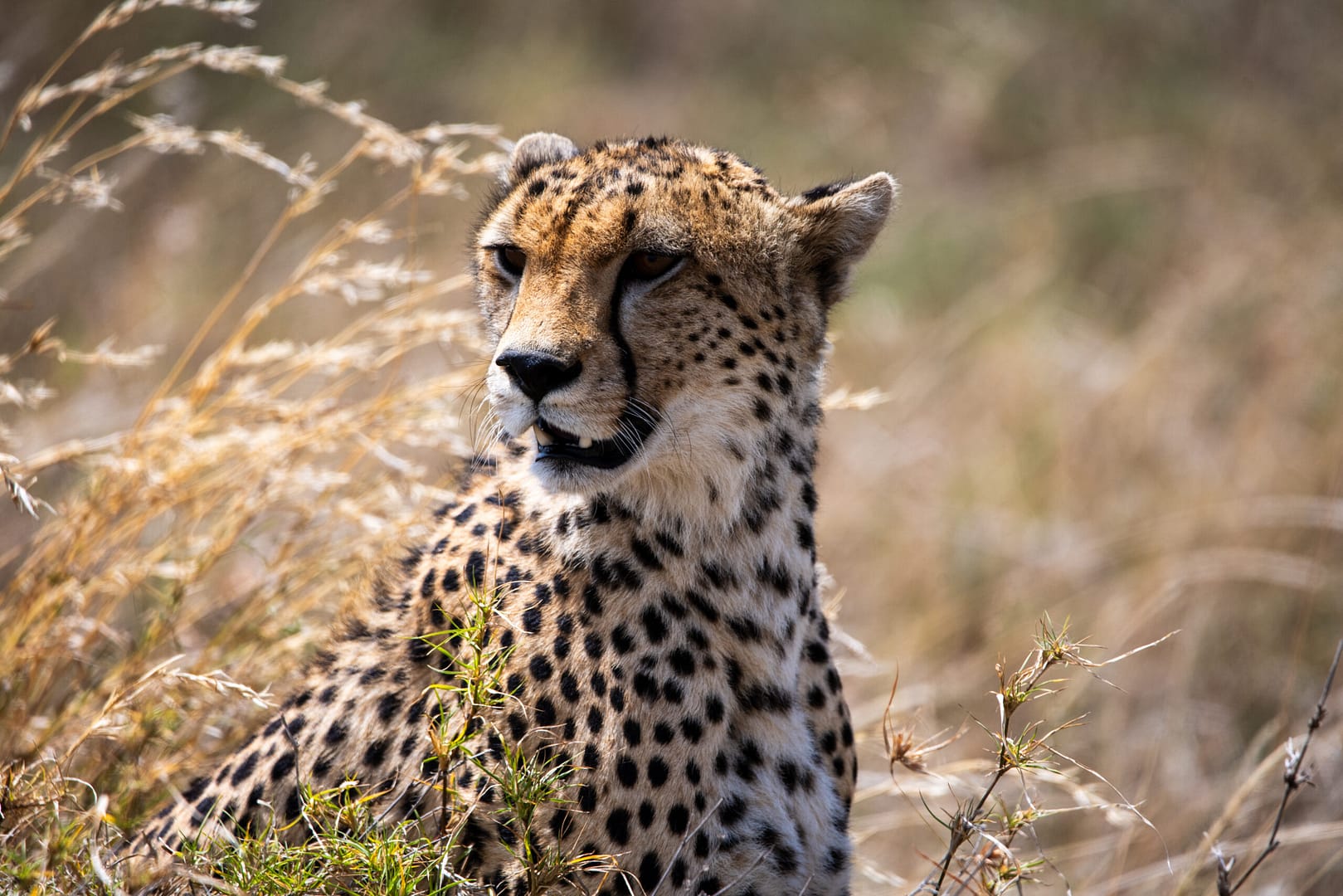 sansibar tansania - Ein intensiver Moment