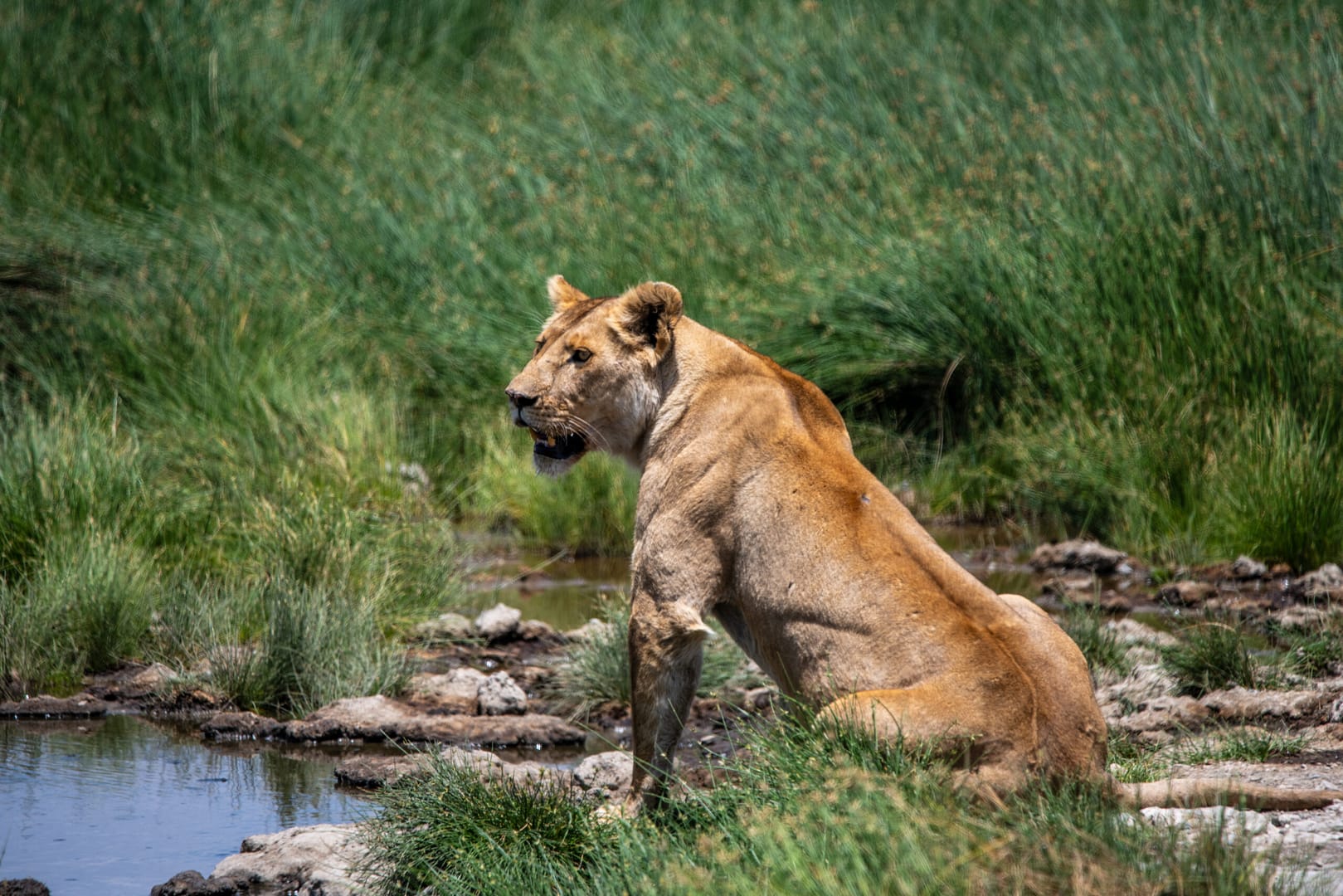 Grüne Saison Tansania - Landschaft während der Frühjahrs-Safari