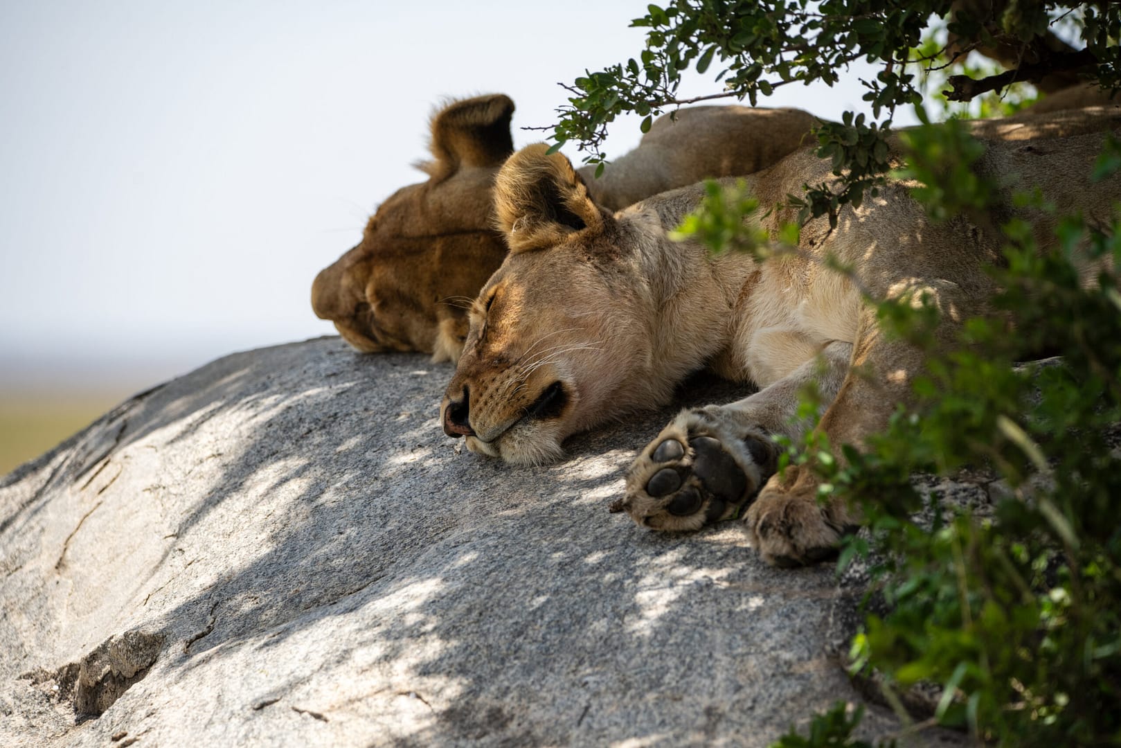 rundreise tansania - Zwei junge Löwen ruhen auf einem sonnigen Felsen, ein friedlicher Anblick auf einer Tansania und Sansibar Reise.