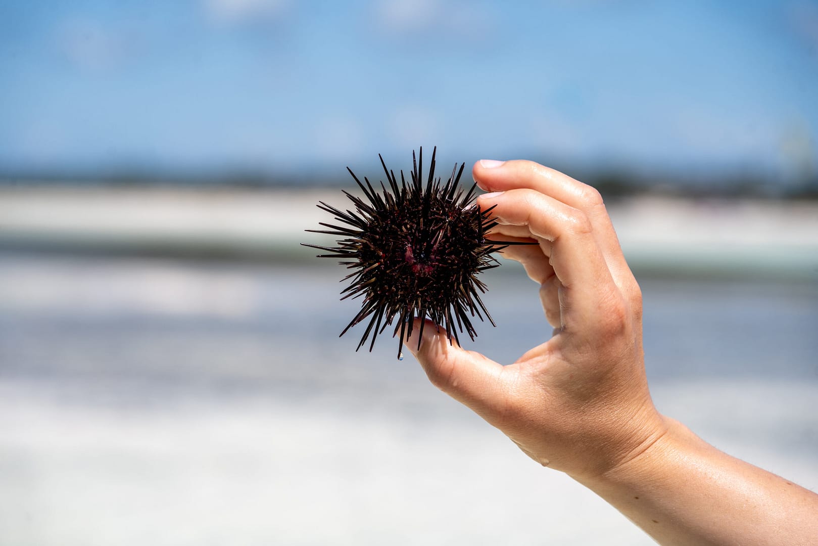 Ein Seeigel wird vorsichtig gehalten; das Meeresleben ist ein wichtiger Teil der Erfahrung, wenn Sie eine Tansania Reise planen.