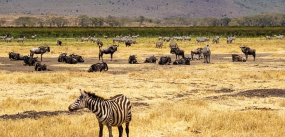 Top Activities in Tanzania Zanzibar for Every Season (Updated 2025-2026)