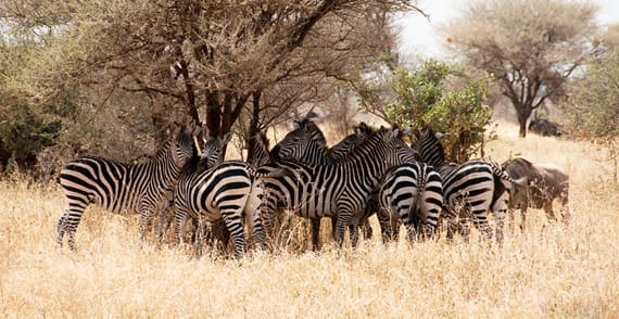 tanzania travel blog solo | Exploring the northern circuit