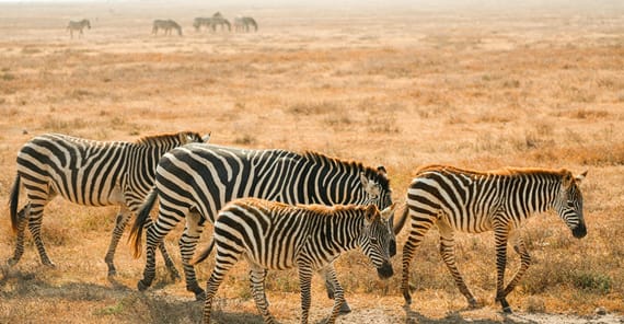 solo female travel tanzania | Serengeti National Park