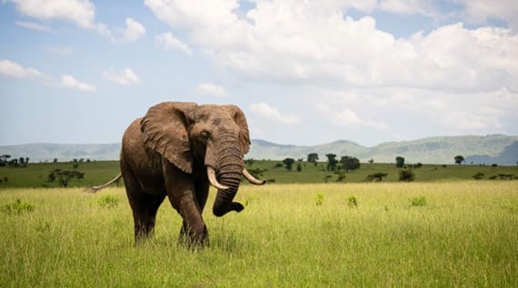 tanzania solo travel packages | Elephant Walking in Greenfields