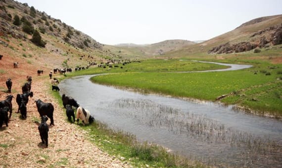 Zanzibar Activities: Great Migration River Crossings (July–September Peak)