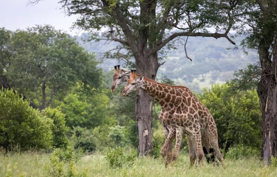 5 Best National Parks in Tanzania: The Ultimate Guide