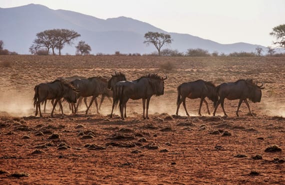 Budget Safari Tanzania: Cost & Planning Guide 2026