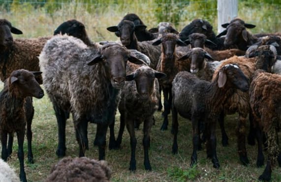 Tanzania Activity Planning by Season: When to Snorkel, Dive, Safari, and Explore