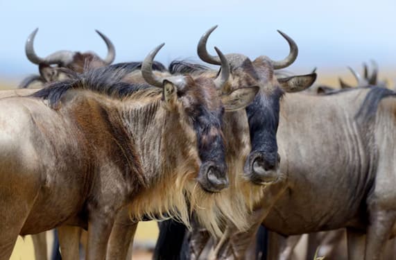 Nationalparks in Tansania: The Serengeti - Iconic Wildebeest Migration & Ultimate Big Five