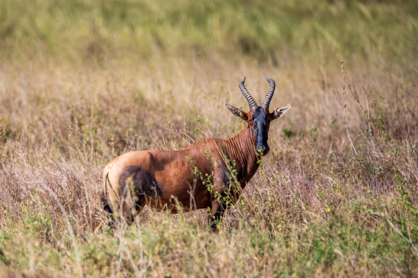 rundreise tansania - Eine Topi-Antilope in der weiten Steppe, eine der vielen Tierarten, die man sieht, wenn man eine Individualreise nach Tansania plant.