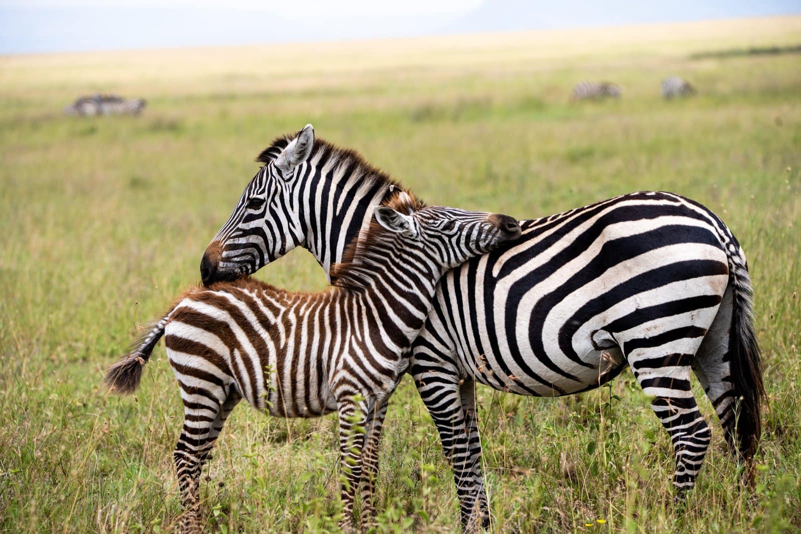 Ein zärtlicher Moment zwischen zwei Zebras, wie man ihn auf einer Individualreise in Tansania erleben kann.