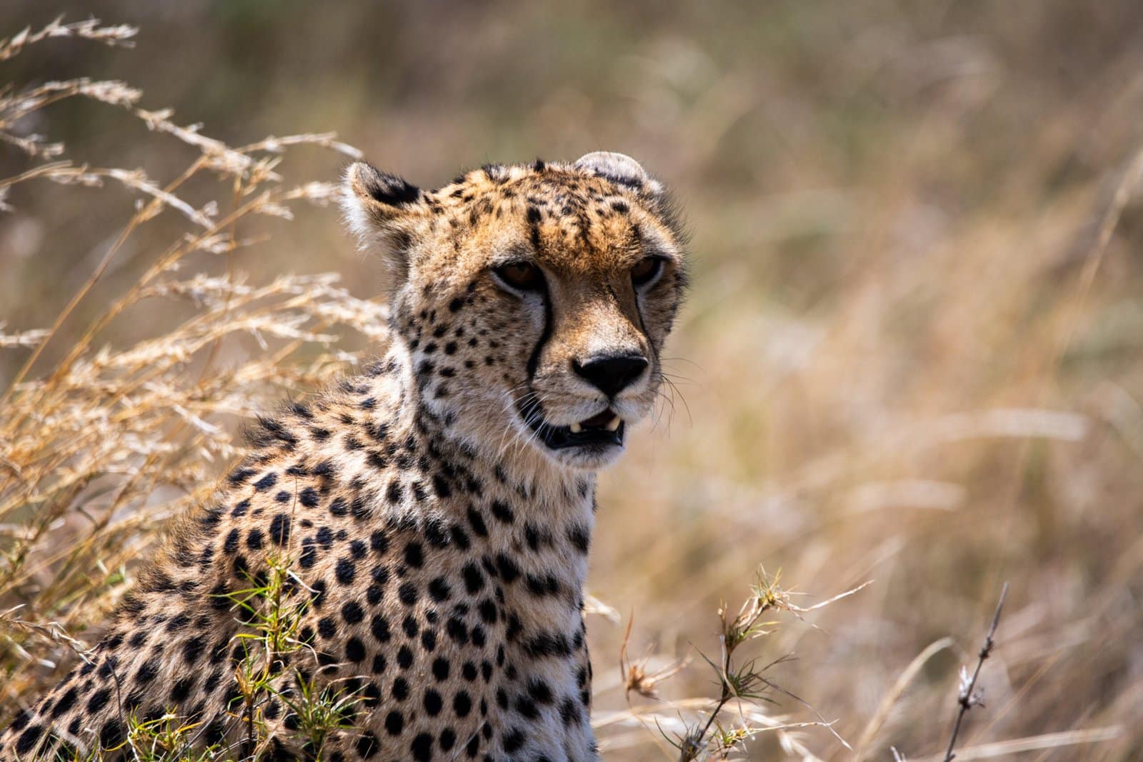 rundreise tansania - Ein wachsamer Gepard in Nahaufnahme, ein aufregender Moment, den man auf einer Privatsafari in Tansania erlebt.