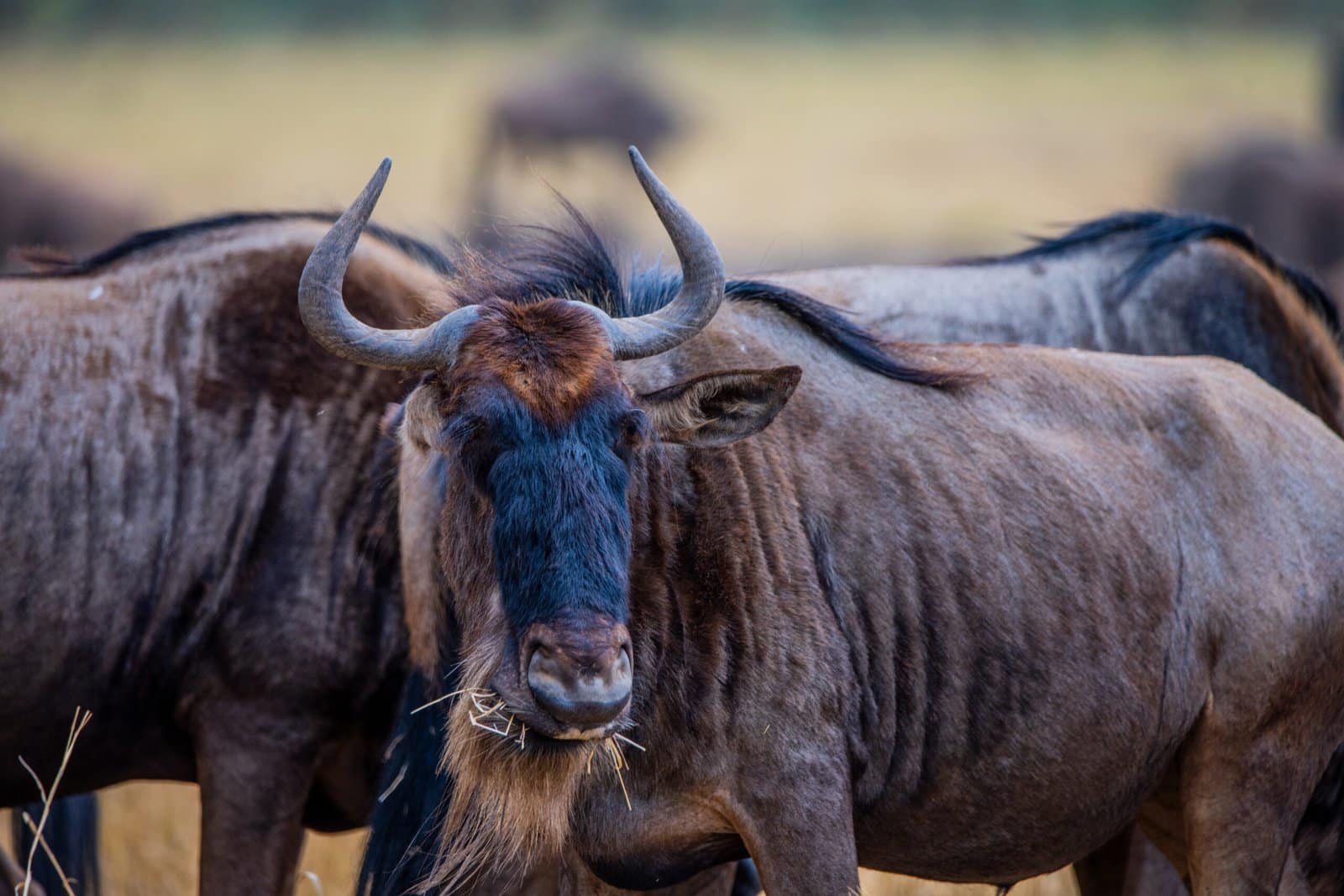 Serengeti Migration März - Kalbungszeit der Gnus in der südlichen Serengeti