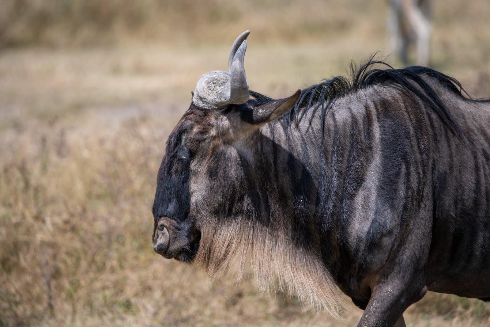 Beste Reisezeit Tansania Safari im Frühling - Neugeborene Gnus in der Serengeti