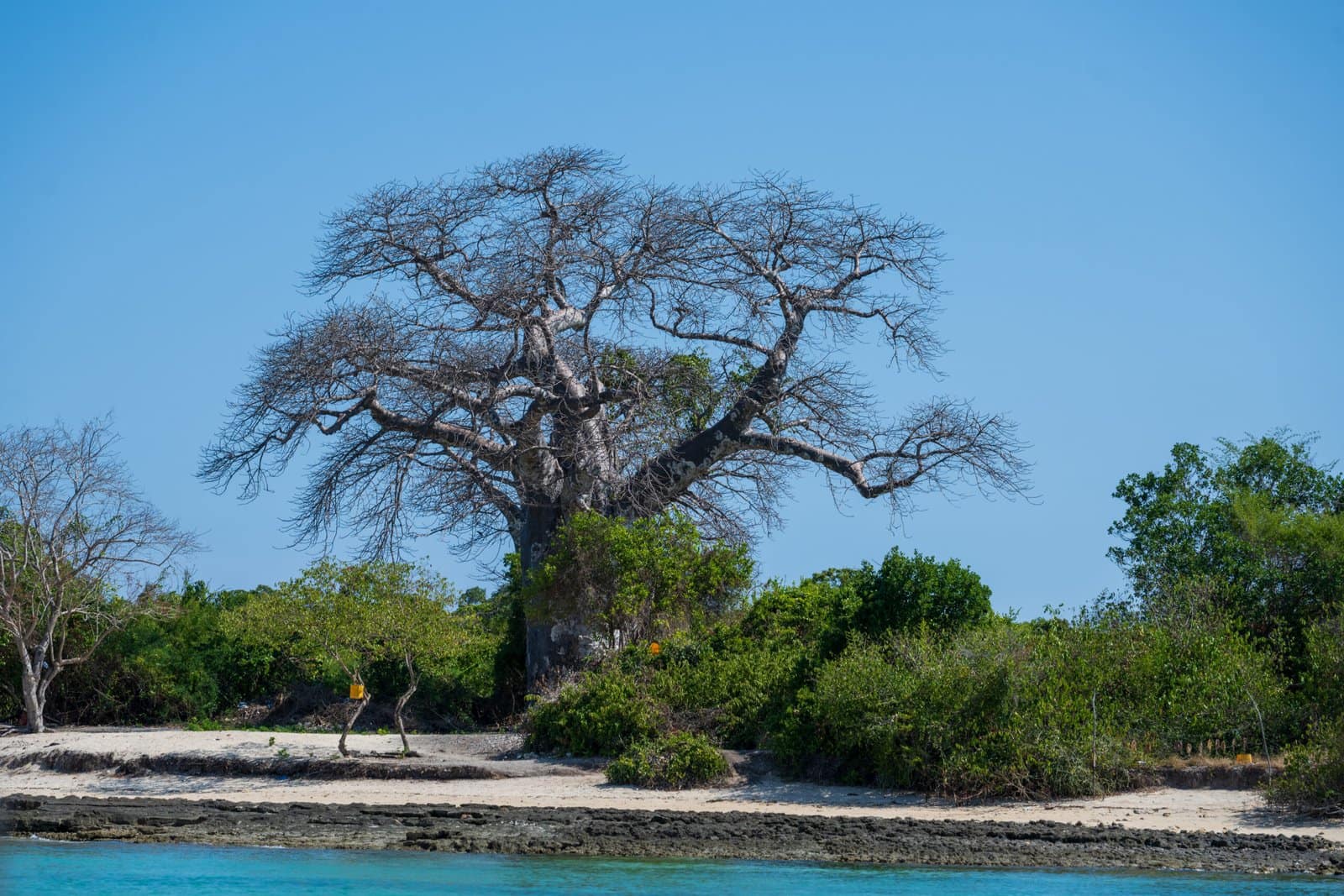 Ein majestätischer Baobab-Baum an der Küste, ein ikonisches Wahrzeichen, das man während einer Individualreise in Tansania besucht.