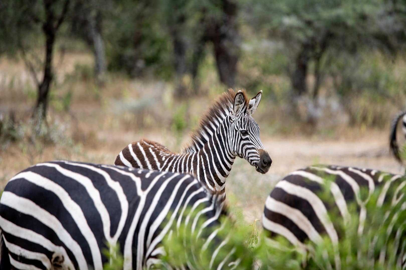 Ein Zebra in der üppigen Landschaft der Serengeti, ein typisches Motiv für Gäste, die eine Individualreise nach Tansania buchen.