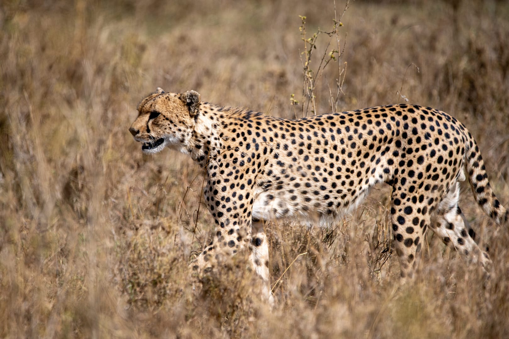 Ein Gepard durchstreift die Savanne, ein seltener Anblick auf einer Tansania und Sansibar Reise.