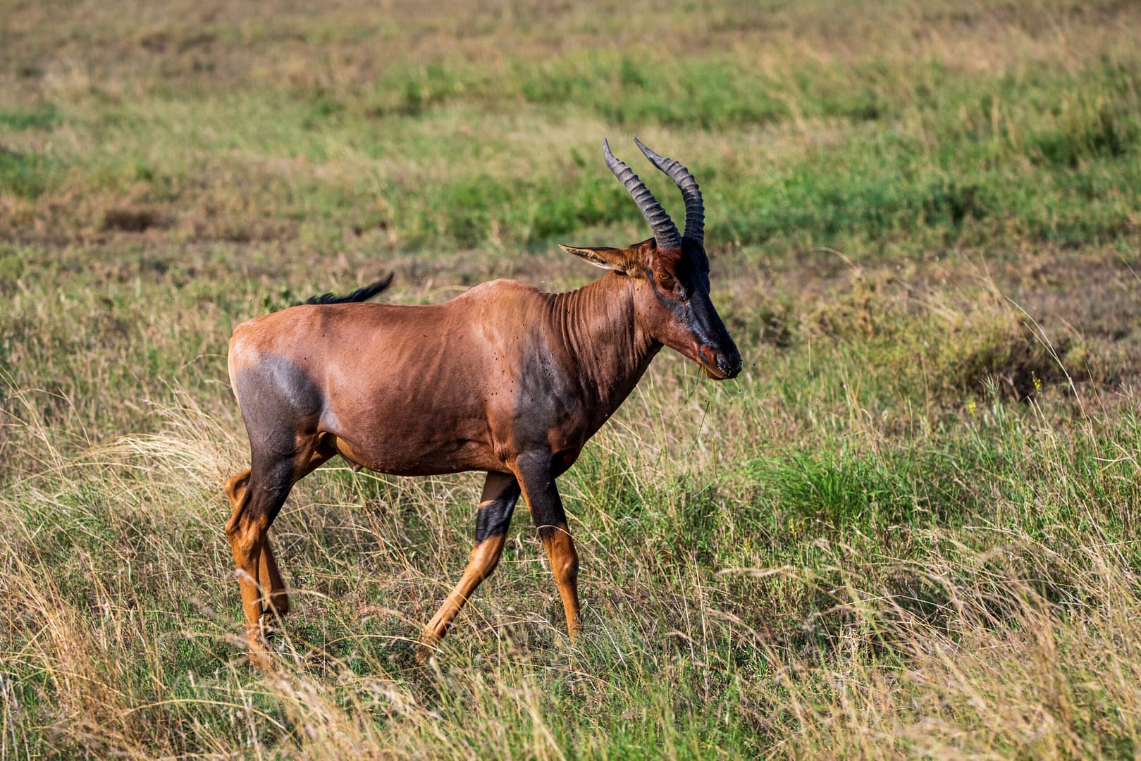 Eine Topi-Antilope, eine der vielen Tierarten, die man auf einer Privatsafari in Tansania beobachten kann.