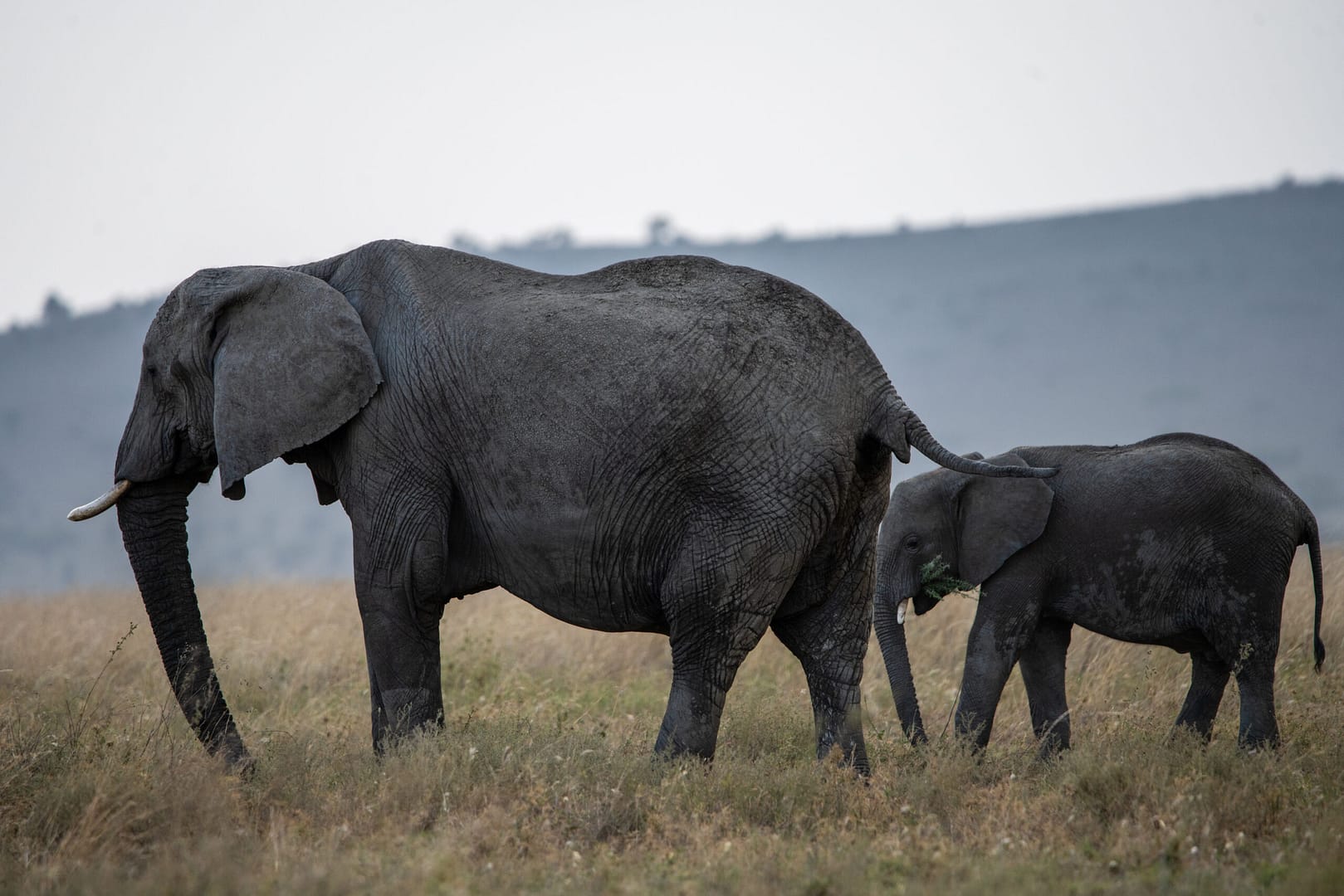 Ein Elefant mit seinem Kalb in der Savanne, ein berührender Moment auf einer Luxus Safari in Tansania.