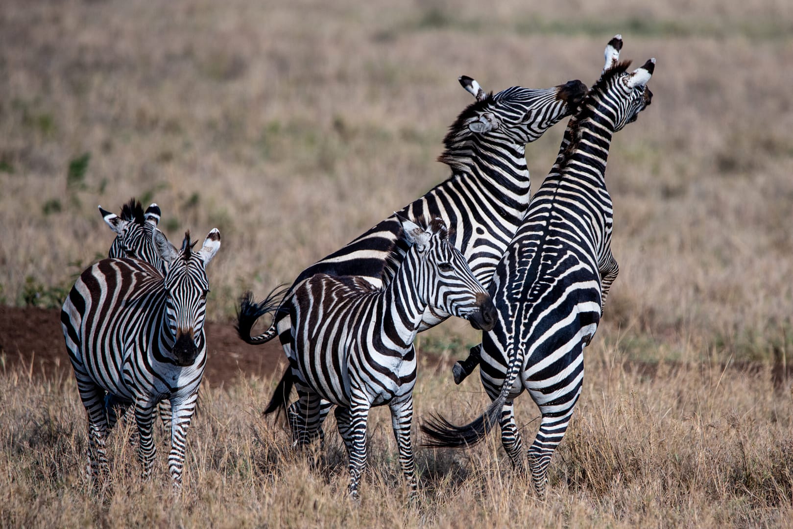 Zwei Zebras in der Savanne, fotografiert während einer Luxus Safari in Tansania.
