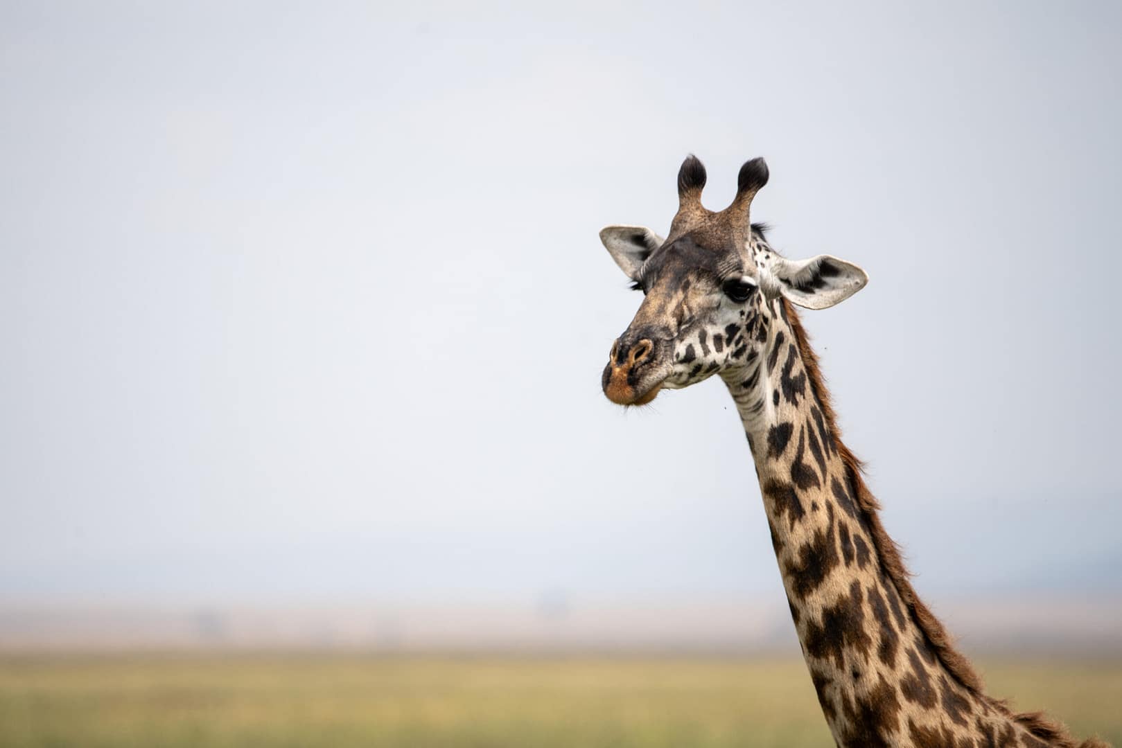 Nahaufnahme einer Giraffe, deren Anmut man am besten während einer Luxus Safari in Tansania bewundern kann.