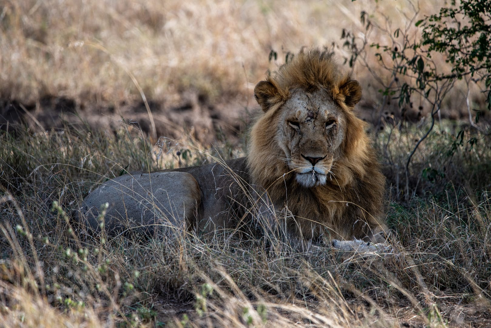 Ein majestätischer männlicher Löwe, ein Höhepunkt jeder Luxus Safari in Tansania.