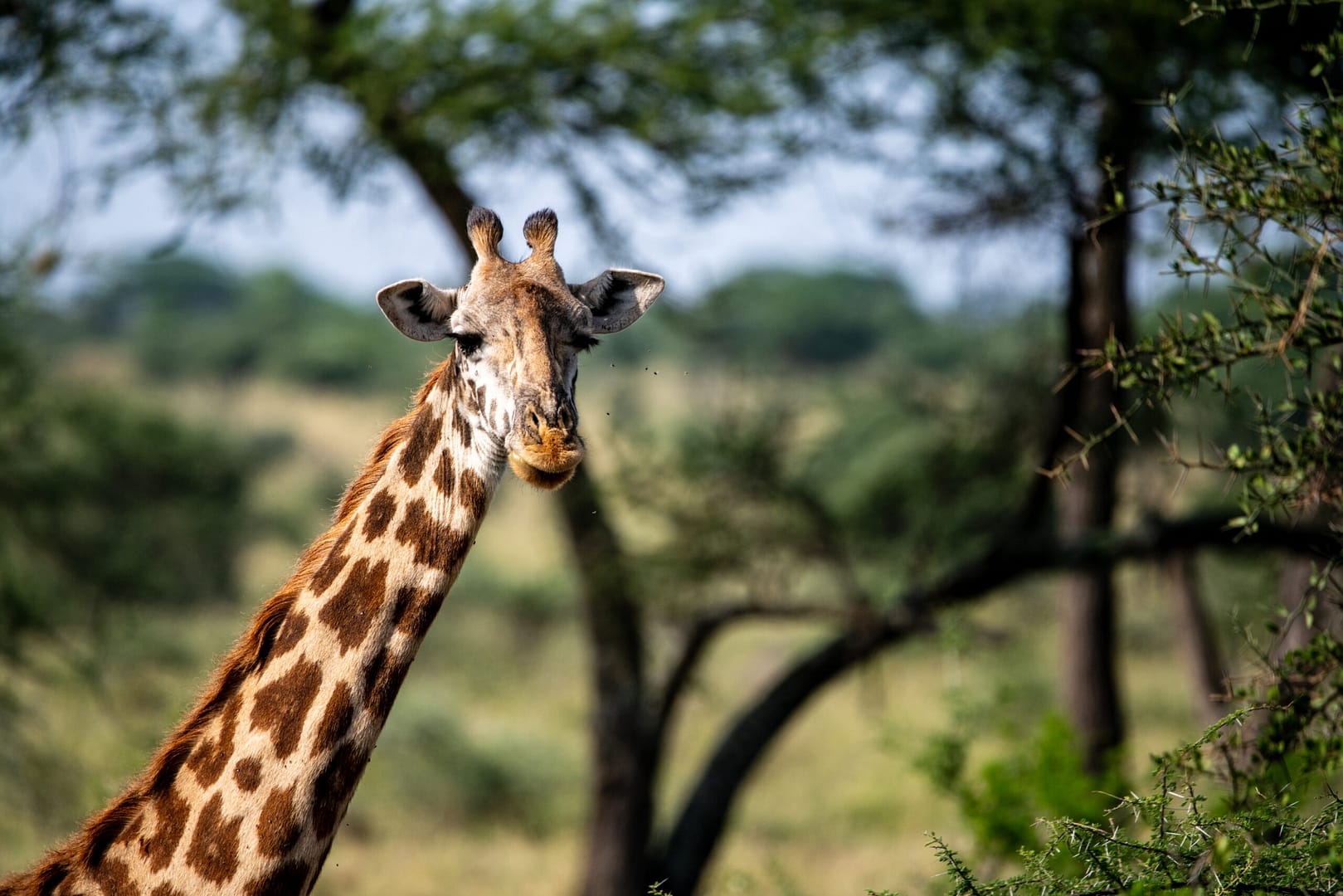 Eine Giraffe frisst an einem Akazienbaum, ein klassischer Anblick auf jeder Luxus Safari in Tansania.