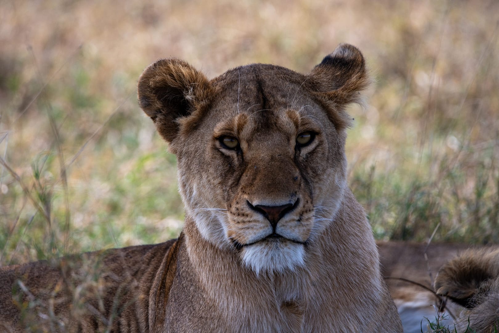 Der durchdringende Blick einer Löwin, ein Gänsehautmoment, den eine Luxus Safari in Tansania bieten kann.