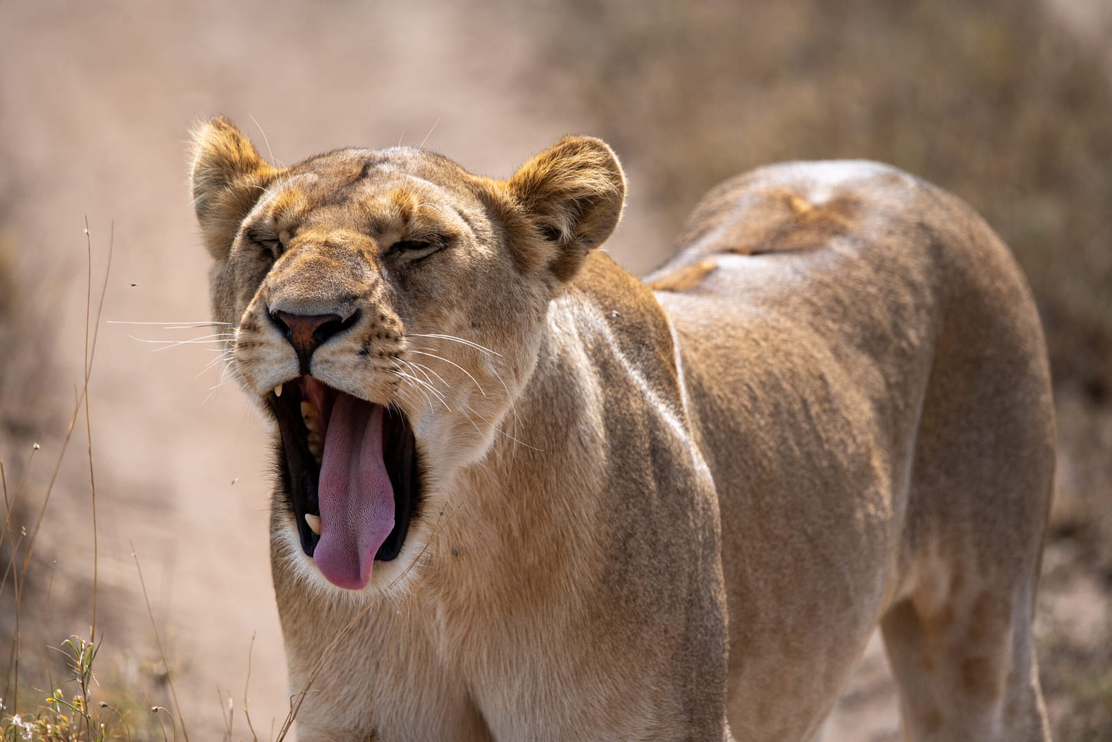 Eine müde Löwin gähnt nach der Jagd – ein authentischer Anblick auf einer Luxus Safari in Tansania.