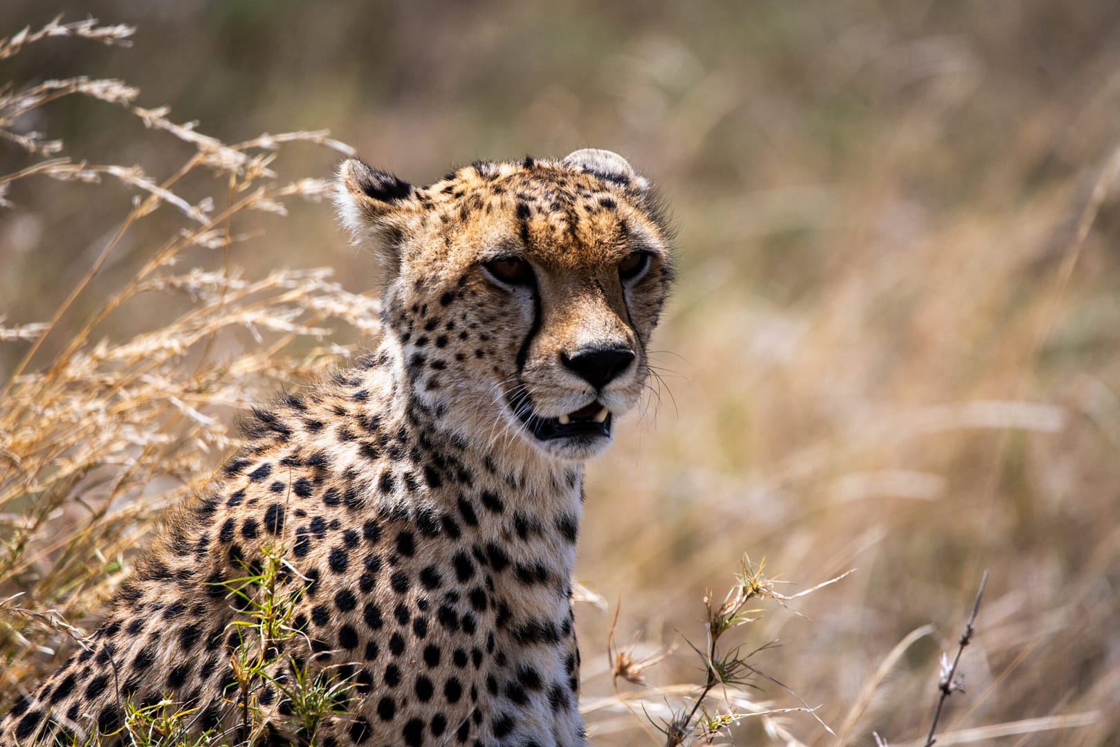 Ein wachsamer Gepard in Nahaufnahme, ein aufregender Moment, den man auf einer Privatsafari in Tansania erlebt.