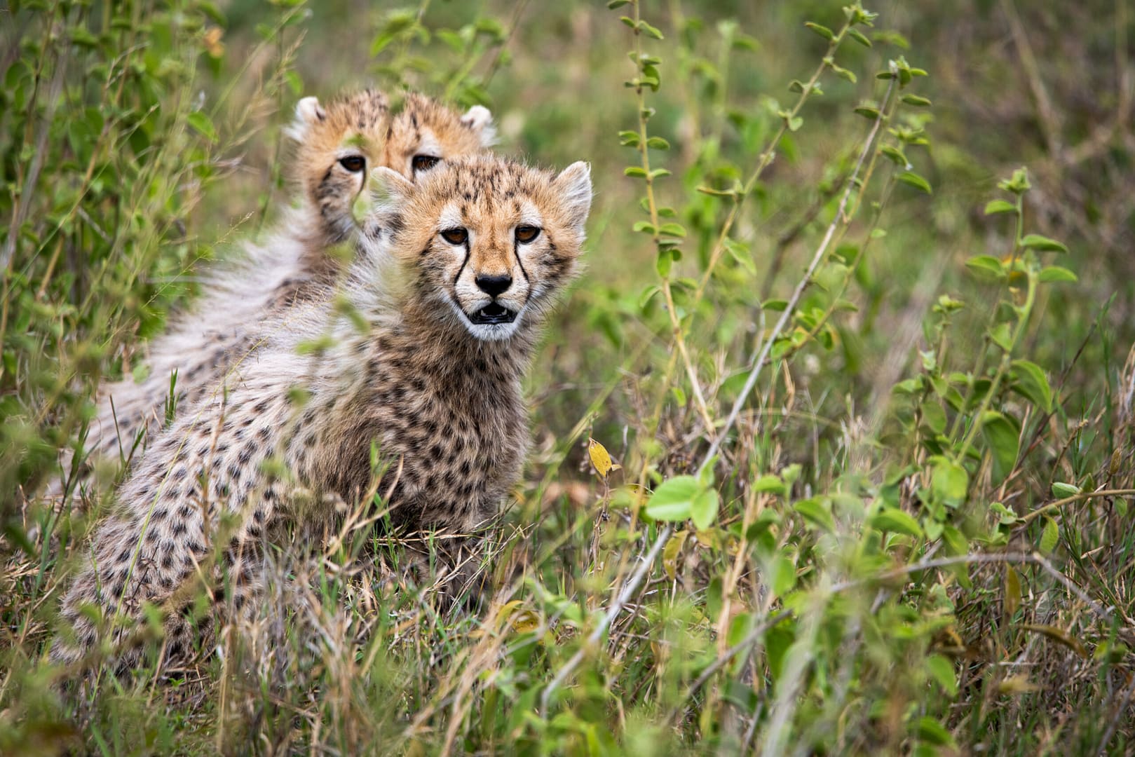 Zwei neugierige Gepardenjunge, ein unvergesslicher Anblick für alle, die eine Luxus Safari in Tansania planen.