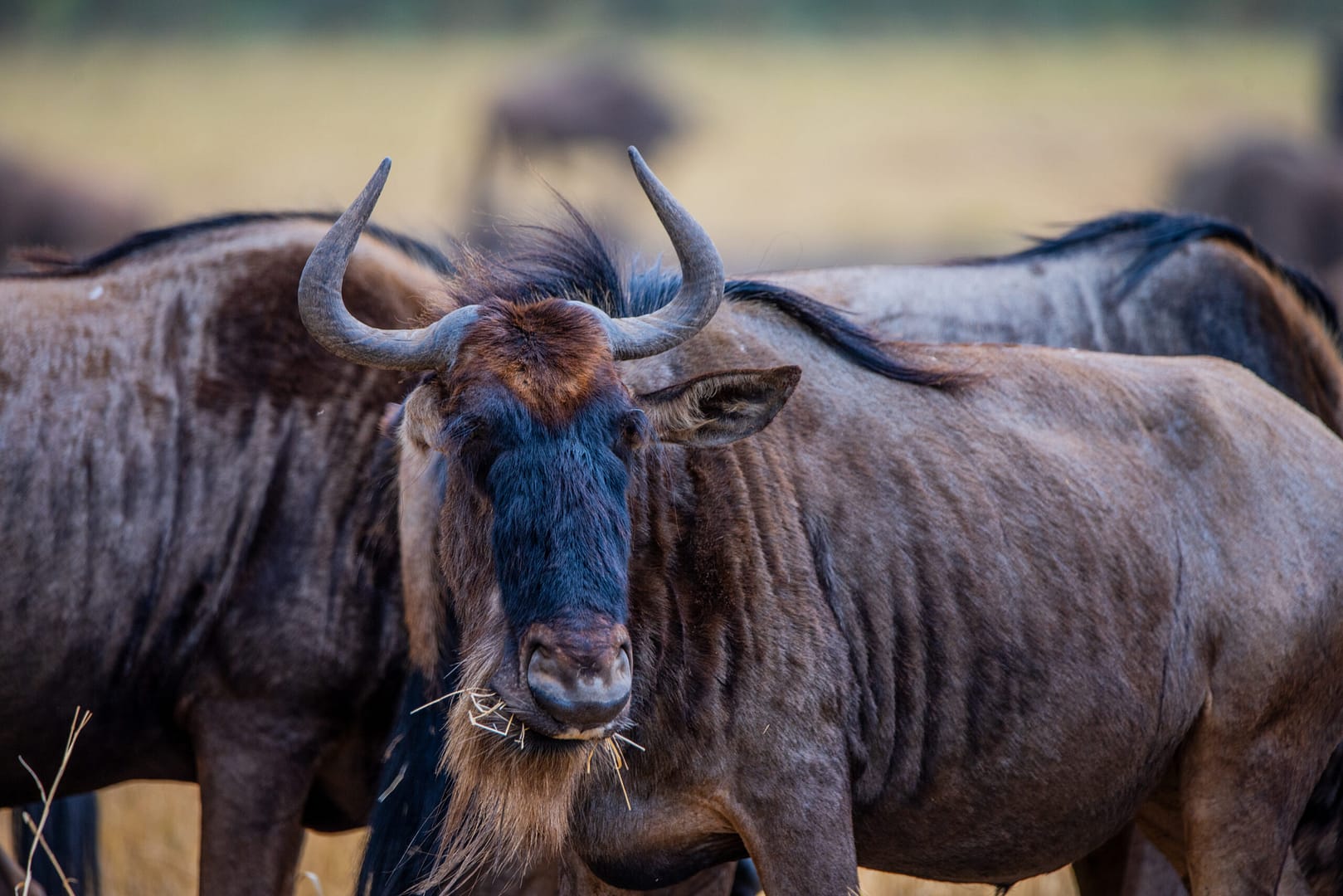 Eine Topi Antilope in den weiten Ebenen Tansanias, Teil Ihrer Tansania und Sansibar Reise.