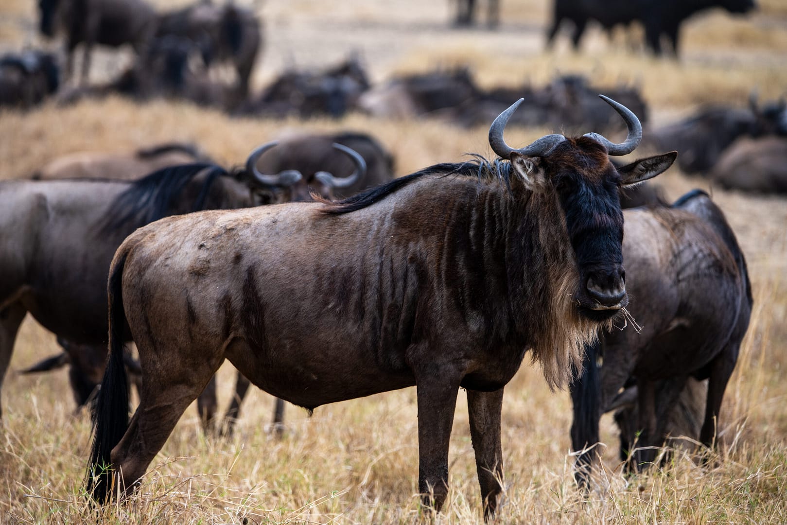 Ein Gnu vor der grossen Herde während der Migration, ein zentrales Ereignis auf einer Tansania und Sansibar Reise.