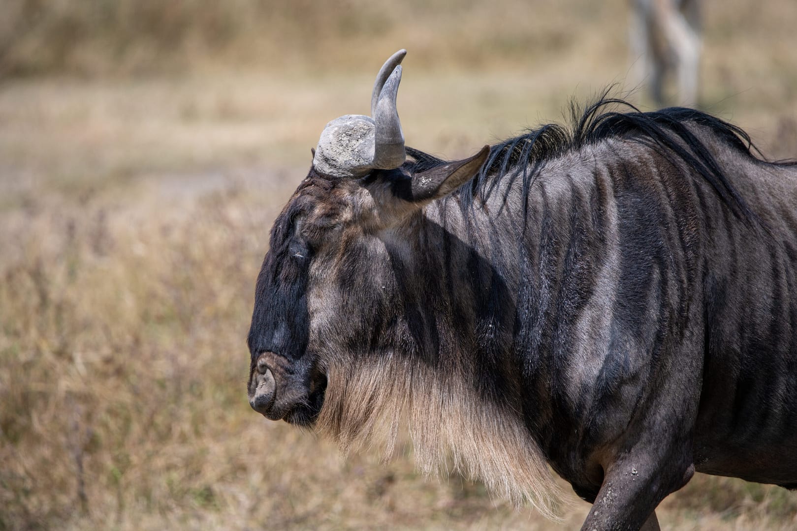 Ein Gnu mit einem Madenhacker auf dem Rücken, ein klassisches Bild für jeden, der eine Tansania Reise plant.