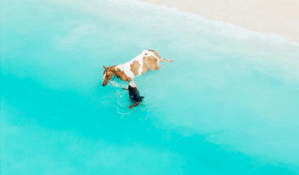 Explore Exciting Family-Friendly Safari and Zanzibar Options Explore Exciting Family-Friendly Safari and Zanzibar Options