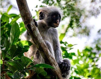 Why You Deserve the Best Safari and Zanzibar Holidays Best Safari and Zanzibar Holidaysa