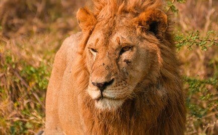 Affordable Budget Safari and Zanzibar Tours for Everyone Affordable Budget Safari and Zanzibar Tours for Everyone