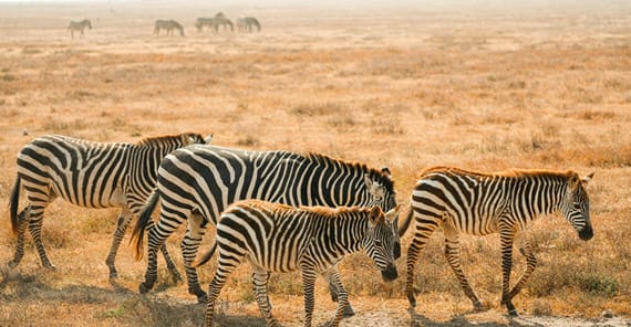 Alleinreise für Frauen Tanzania | Serengeti-Nationalpark