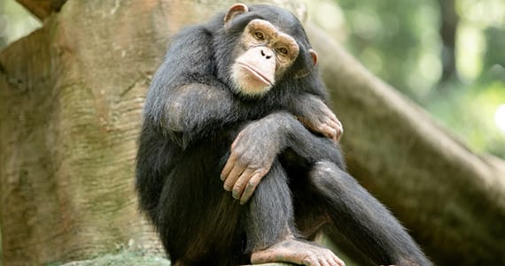 Safari and Zanzibar experiences - Contribute to conservation efforts