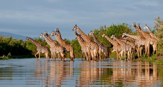 Nyerere National Park: Africa's Untamed Waterwold