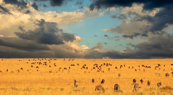 tanzania solo travel packages | Serengeti National Park